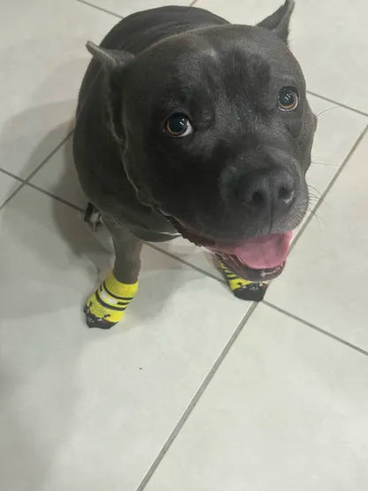 Dog Socks
