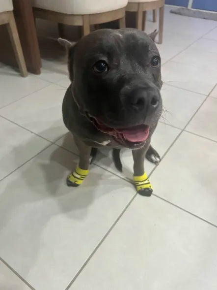Dog Socks