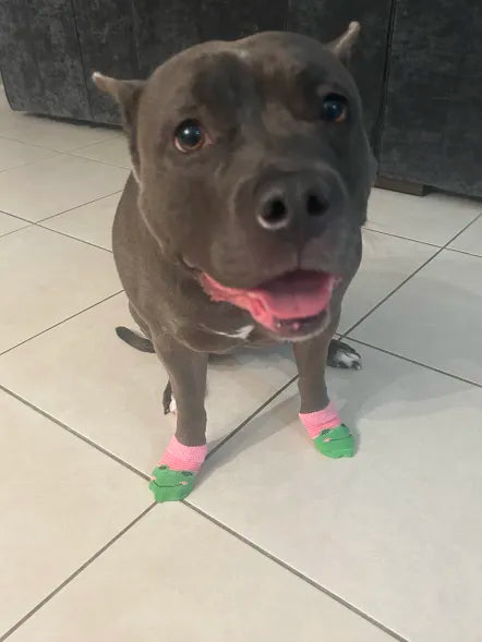 Dog Socks
