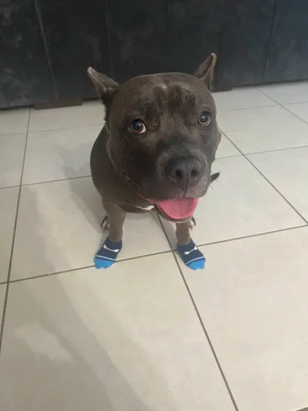 Dog Socks