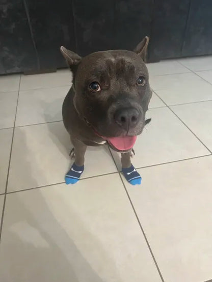 Dog Socks